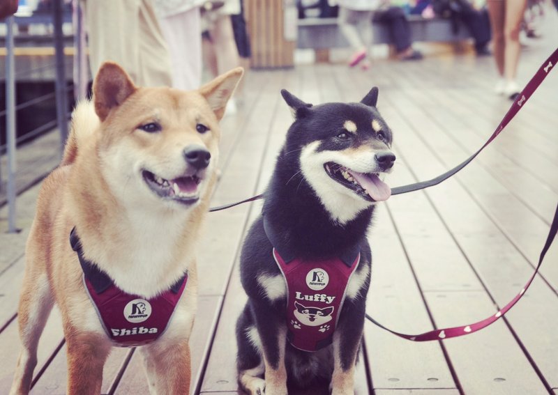 柴犬 宠物反光胸背牵绳组 夜间散步安全 定制姓名电话 耐用不易断 - 项圈/牵绳 - 其他材质 红色