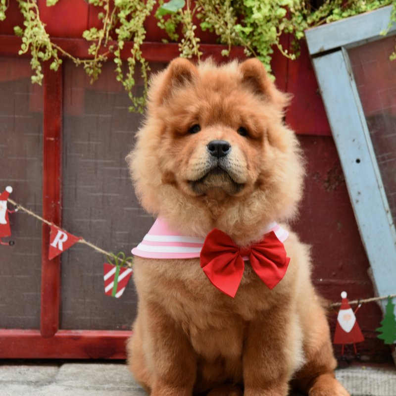 萌少女战士水手领 - 小小兔 - 三种穿搭、附蝴蝶结 &水手结 - 衣/帽 - 棉．麻 粉红色