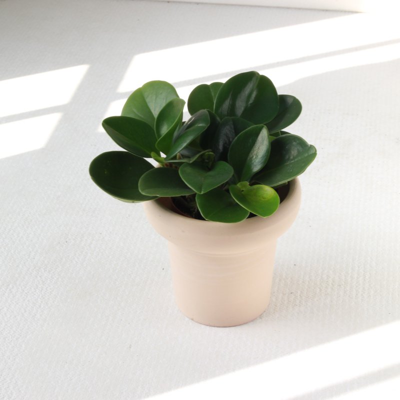 植栽 盆栽 l 圆叶椒草 冰淇淋杯盆器 圆叶招财 室内植物  散光 - 植栽/盆栽 - 陶 