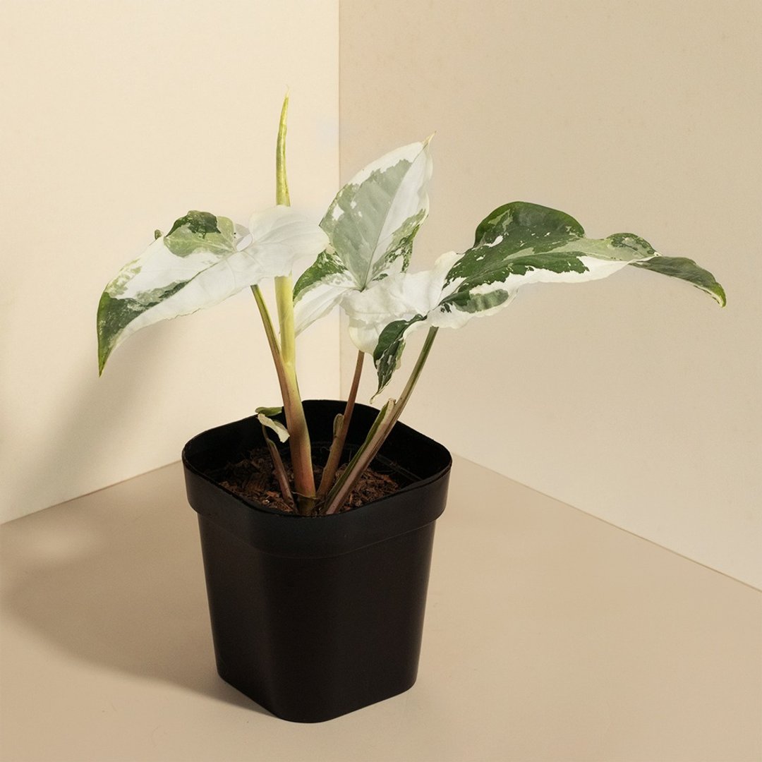Variegated 斑叶合果芋 - 植栽/盆栽 - 植物．花 