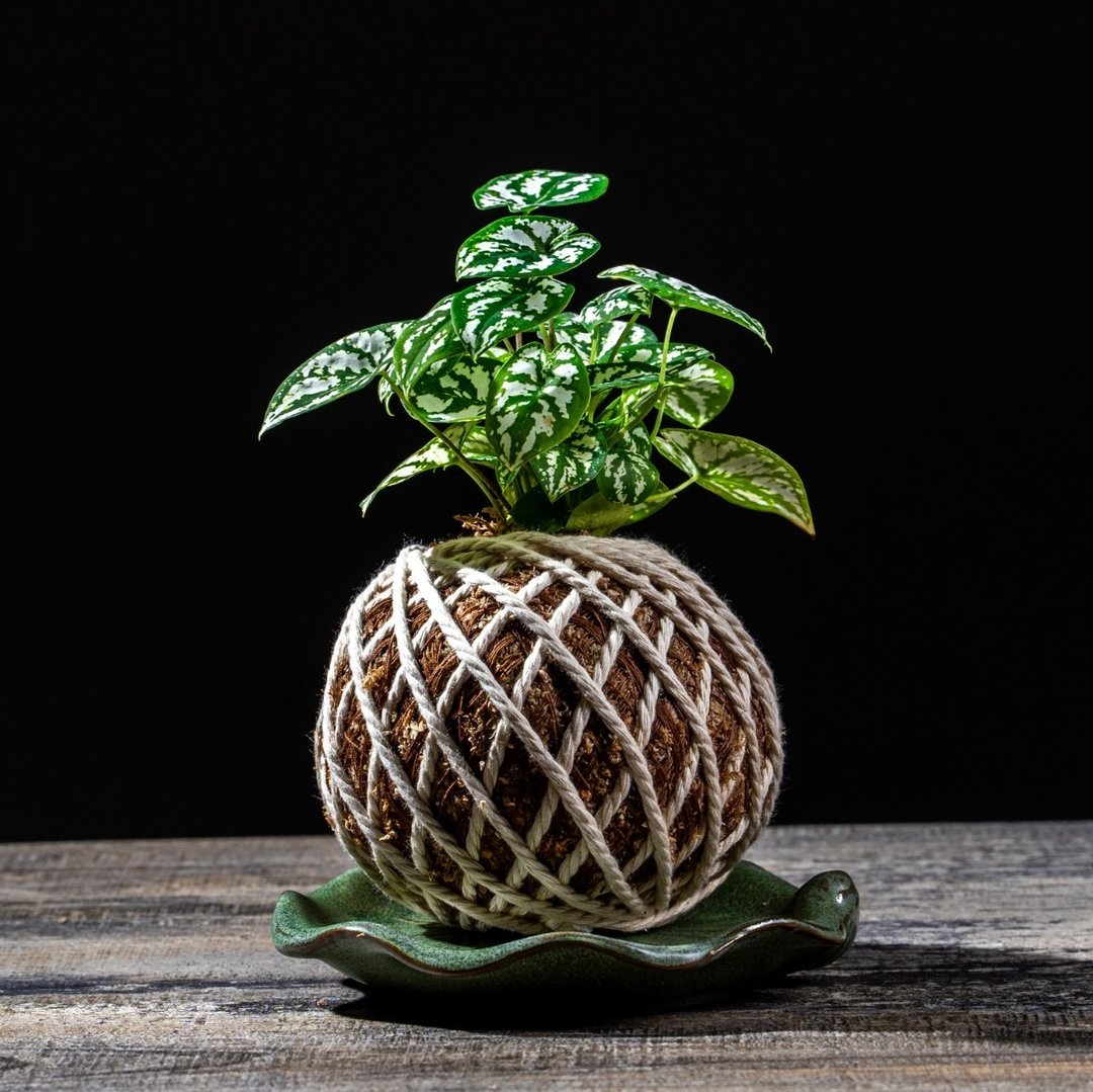 雪天使苔球 苔球植物 苔玉 适合室内植物 办公室植物 交换礼物 - 植栽/盆栽 - 植物．花 