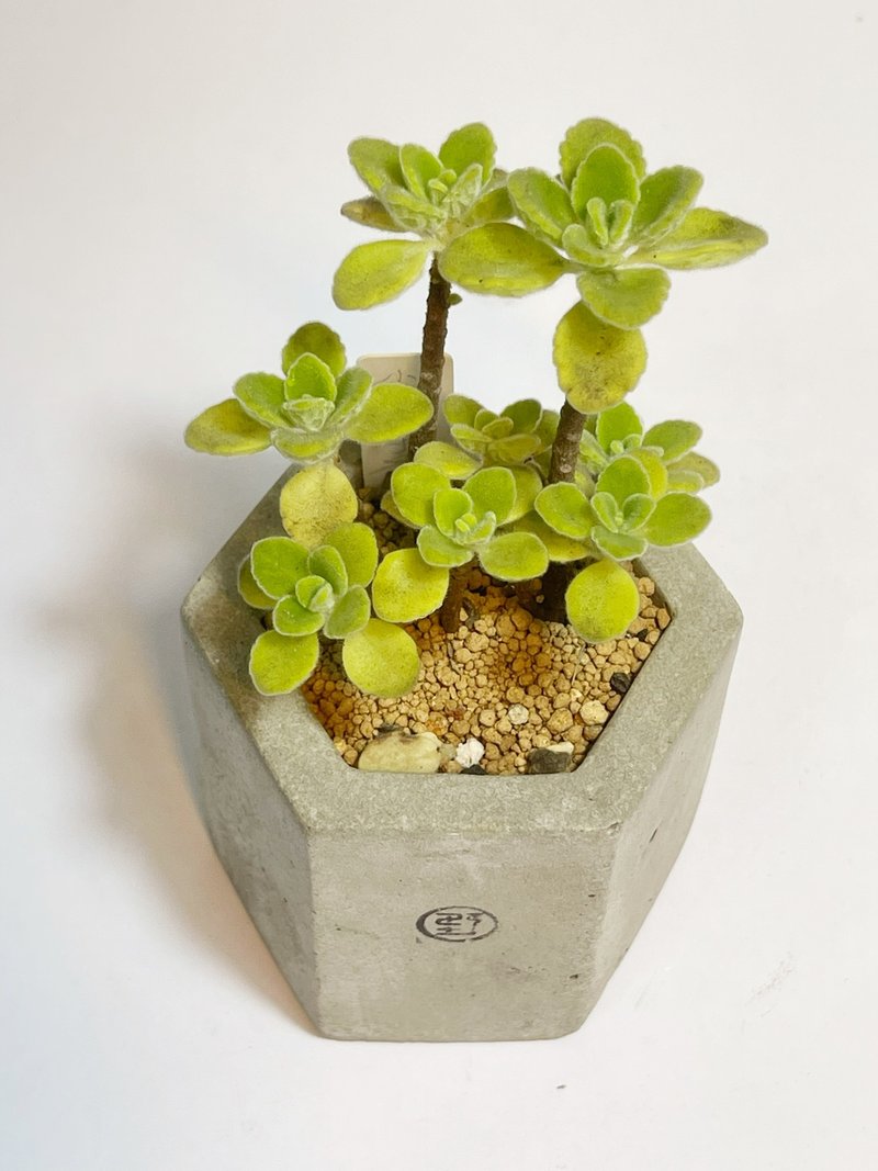 【野草不野-限时贩售】小叶左手香/ 中六边盆 - 植栽/盆栽 - 植物．花 绿色