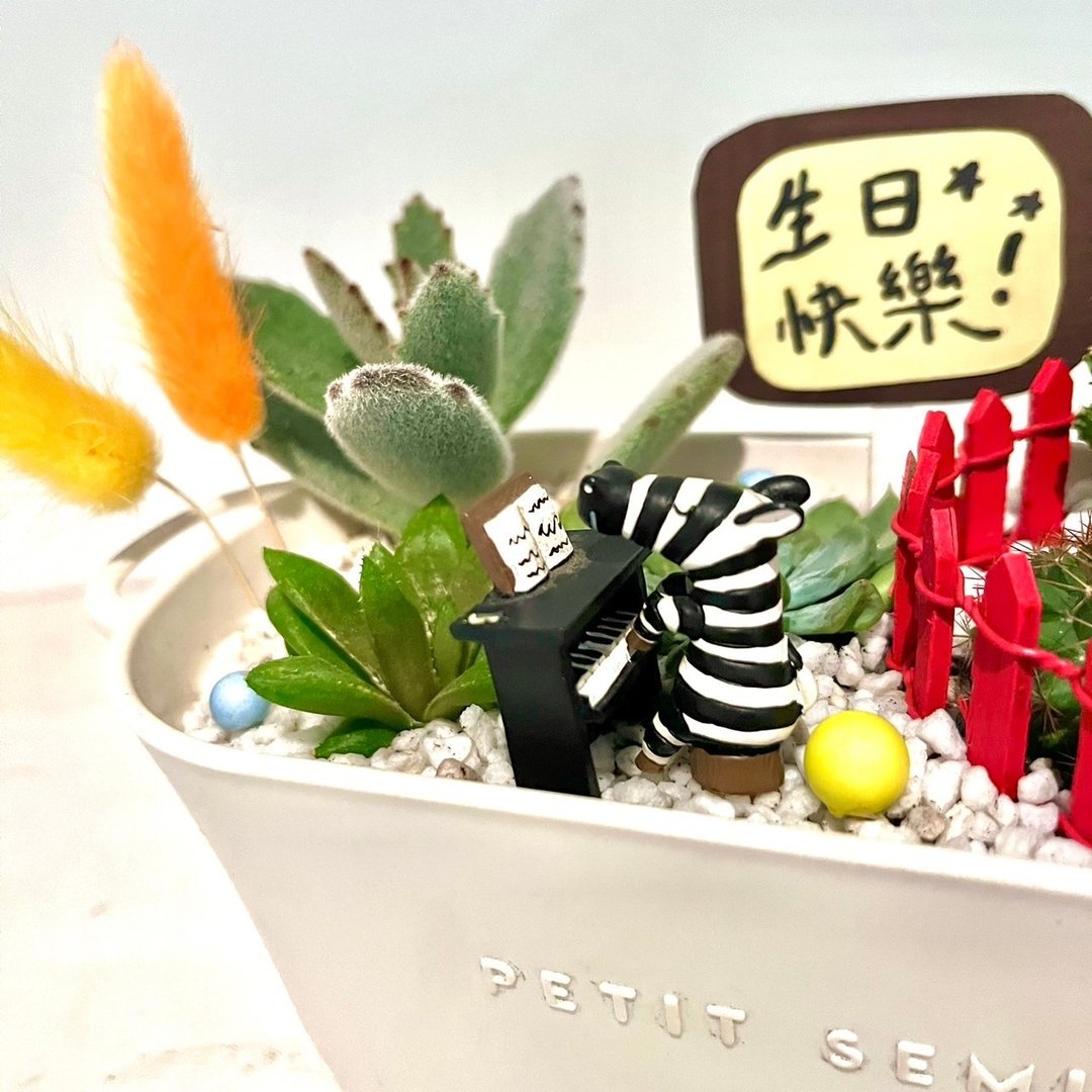 斑马钢琴师 钢琴 音乐会送礼 多肉盆栽 多肉组盆 微景观 定制化礼 - 植栽/盆栽 - 植物．花 绿色