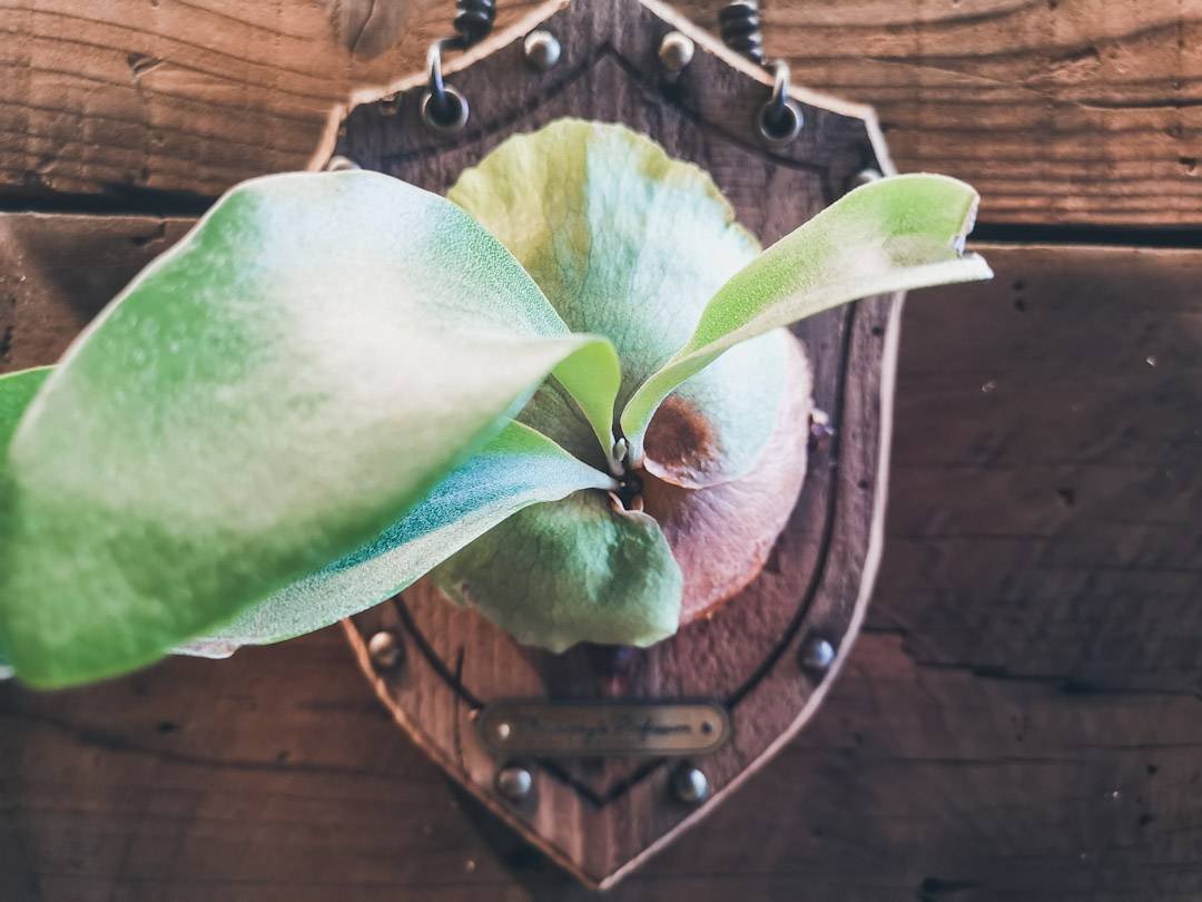 超热门 鹿角蕨上板手作课程 - 植栽 - 植物．花 