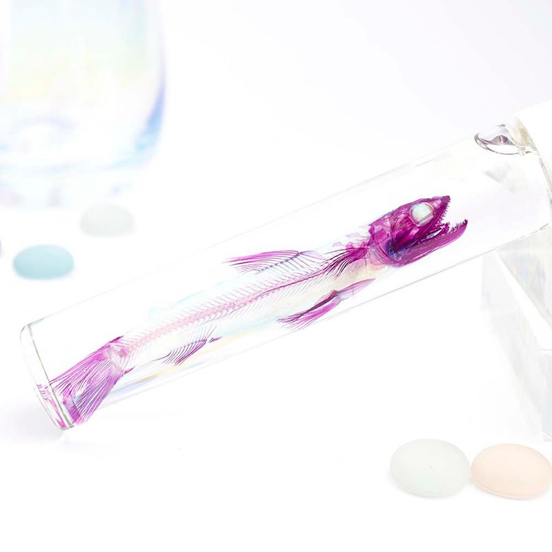 透明标本 蛇鲻 鱼类标本 台湾海洋生物 - 摆饰 - 玻璃 多色