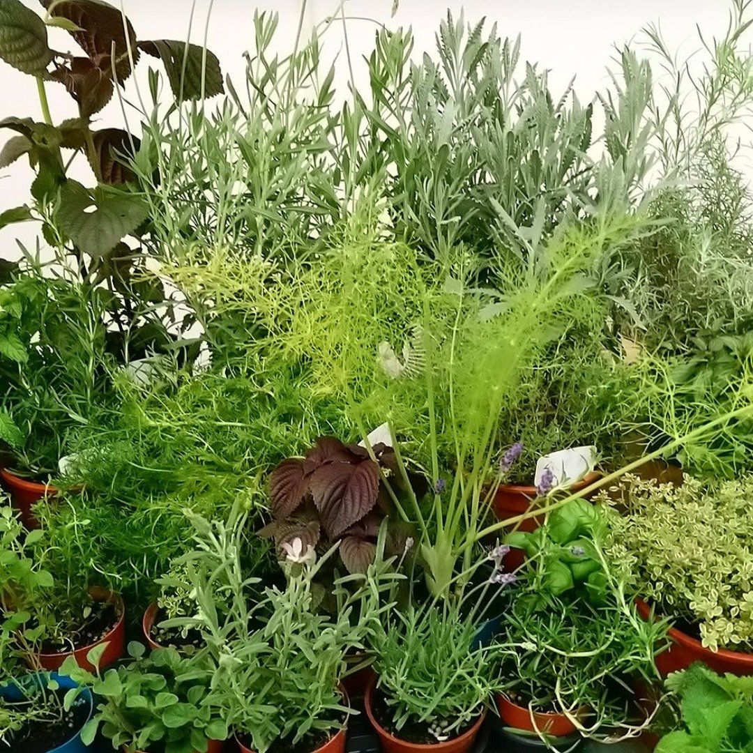 【芳香家族派对 Aroma Family Party】实体/在线回放 认识芳香植物 - 蜡烛/香氛 - 其他材质 