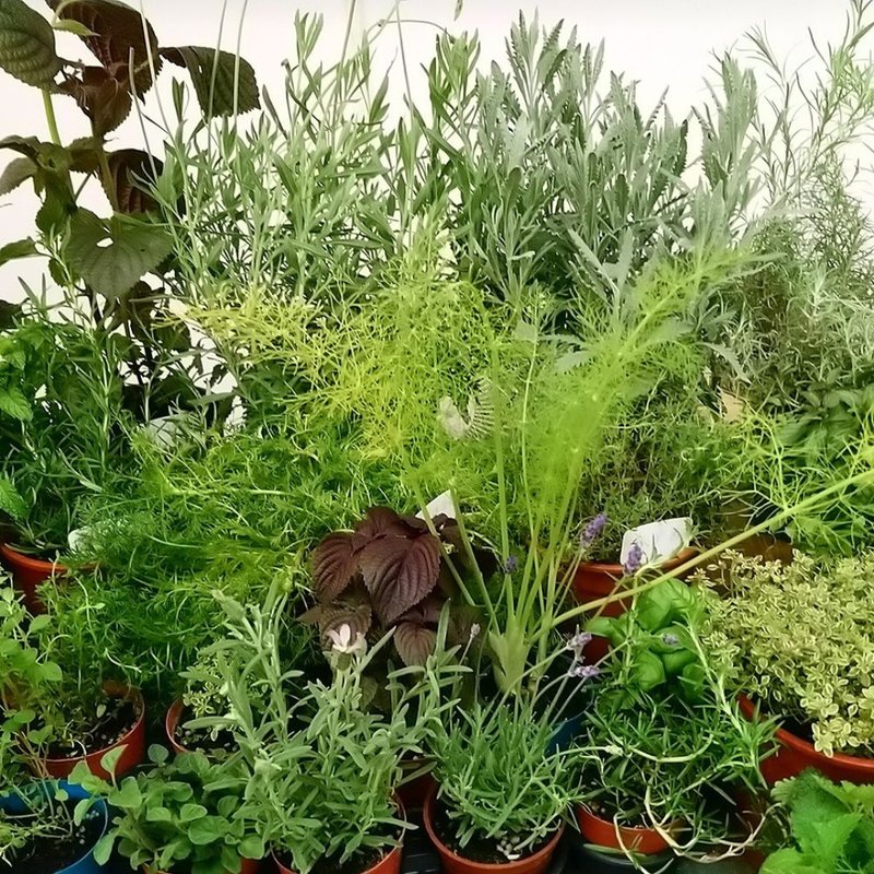 【芳香家族派对Aroma Family Party】实体/在线回放 认识芳香植物 - 蜡烛/香氛 - 其他材质 