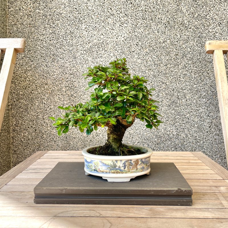 小品盆栽-福建茶 盆景 送礼 - 植栽/盆栽 - 植物．花 