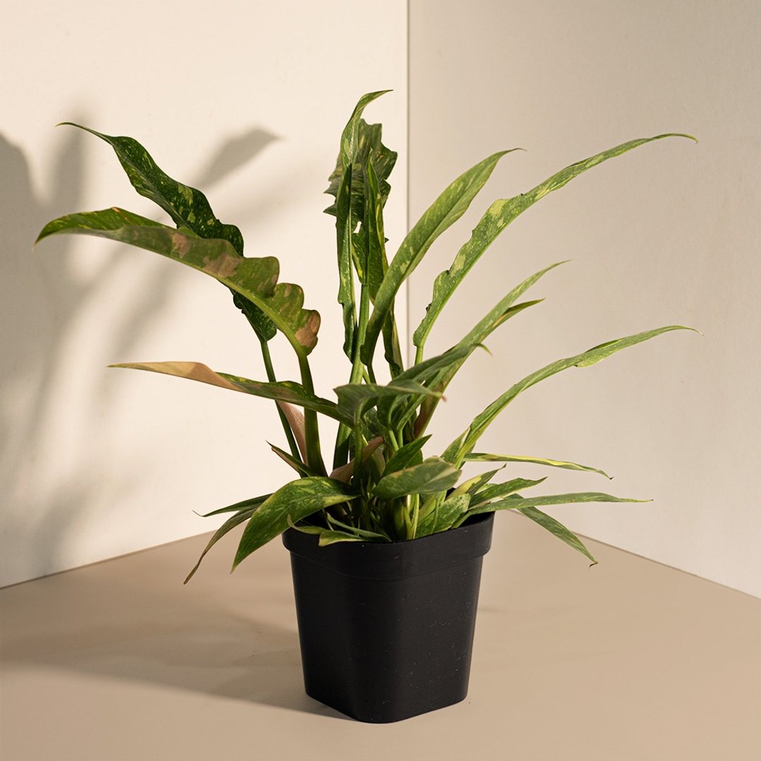 斑叶火之戒蔓绿绒 - 植栽/盆栽 - 植物．花 