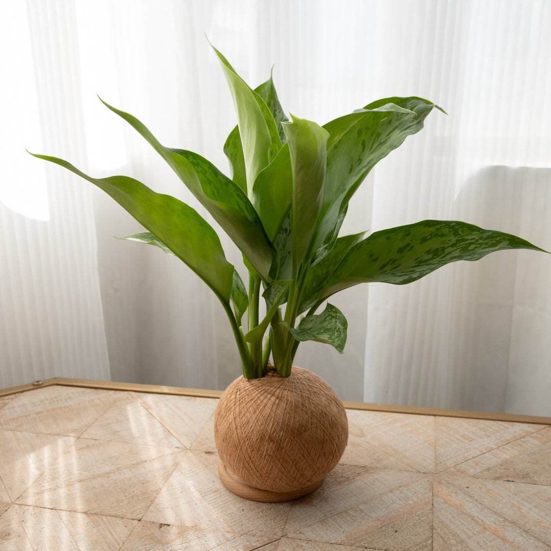 孔雀绿粗肋草 手作植栽苔球 - 植栽/盆栽 - 植物．花 