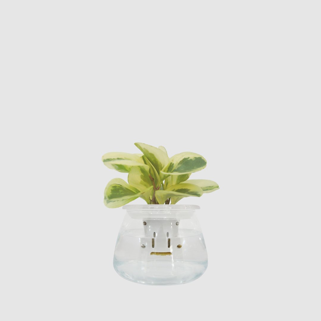 │ 玻璃系列 │ 乳斑椒草 - 空气净化 招财 水耕植物 懒人盆栽 - 植栽/盆栽 - 植物．花 白色