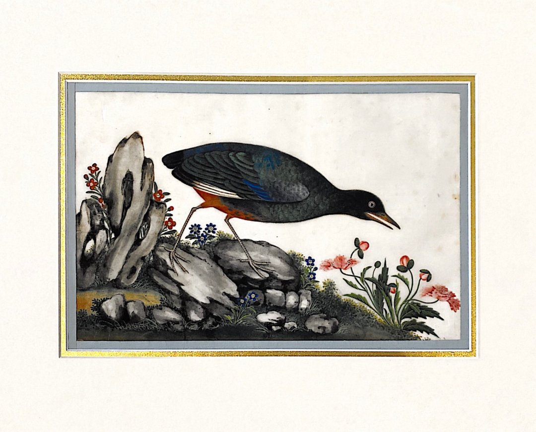 十九世纪 外销通草画 - Pith Paper Painting - 花鸟图 - 海报/装饰画/版画 - 纸 白色