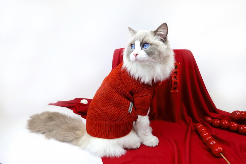 紅色粗針織 宠物针织毛衣 sweater for pets - 衣/帽 - 羊毛 红色