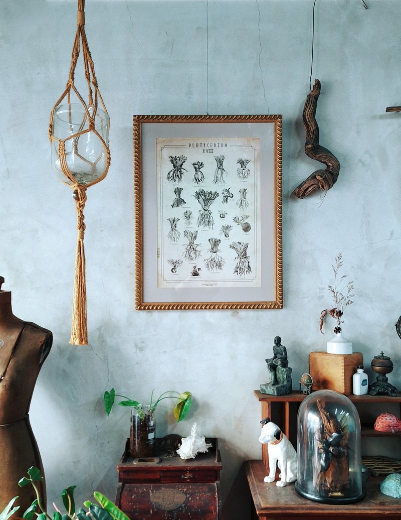 台湾版 18种原生种鹿角蕨图鉴 (不含框) - 海报/装饰画/版画 - 纸 卡其色