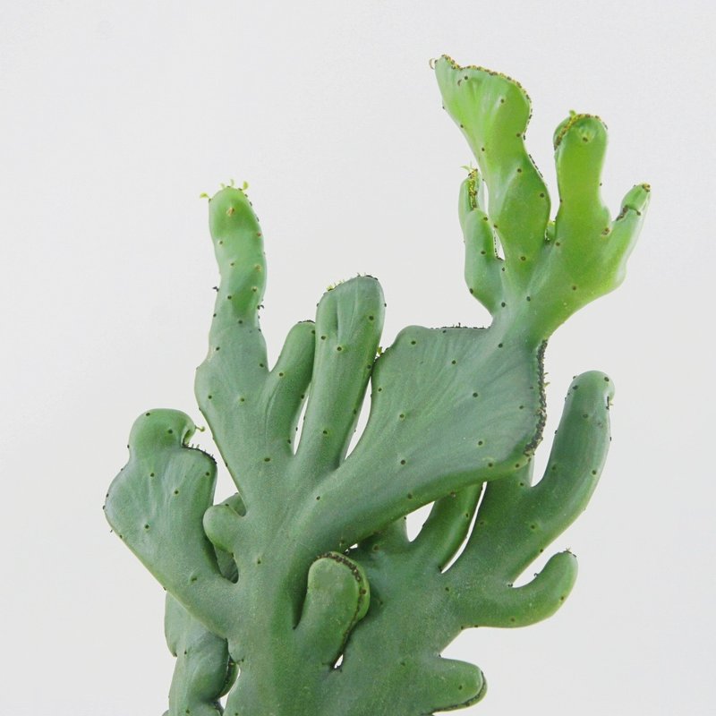 │ 犀力系列 │ 珊瑚大戟 - 多肉植物 水耕盆栽 自动补水 - 植栽/盆栽 - 植物．花 白色