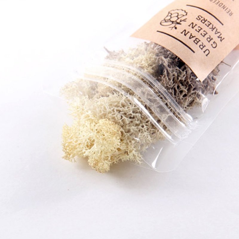 驯鹿最喜欢的植物 - Moss 驯鹿苔 / 天然色 - 植栽 - 植物．花 绿色