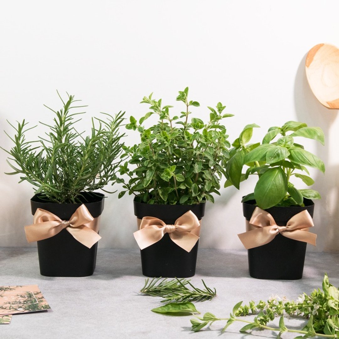 幽香马郁兰/海洋之雾迷迭香/甜罗勒_料理香草组合 (3盆) - 植栽/盆栽 - 植物．花 