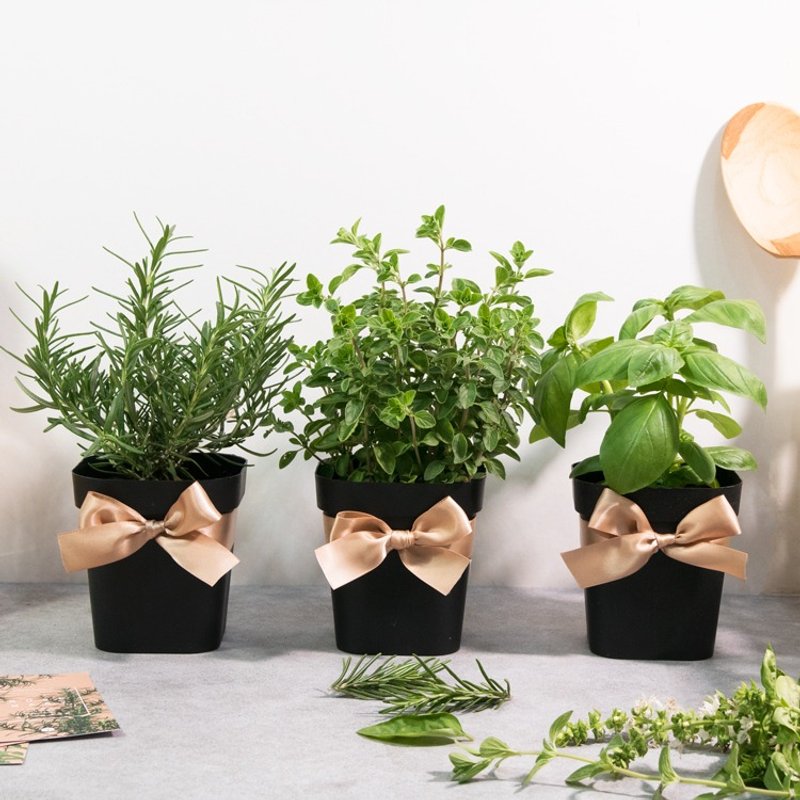 幽香马郁兰/海洋之雾迷迭香/甜罗勒_料理香草组合 (3盆) - 植栽/盆栽 - 植物．花 