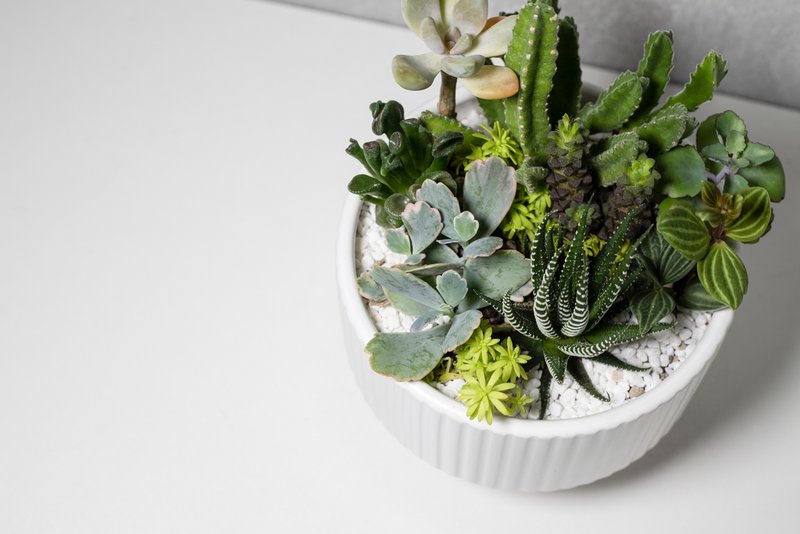 手作多肉盆栽课程 DIY 亲子课程 多肉植物 亲子活动 暑期课程 - 植栽 - 植物．花 