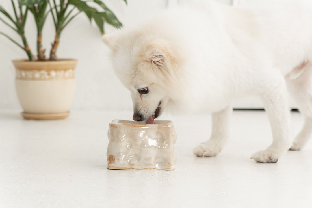 decoboko pet bowl, Cat bowl,Dog bowl,Puppies bowl,Food bowl - 碗/碗架 - 陶 白色