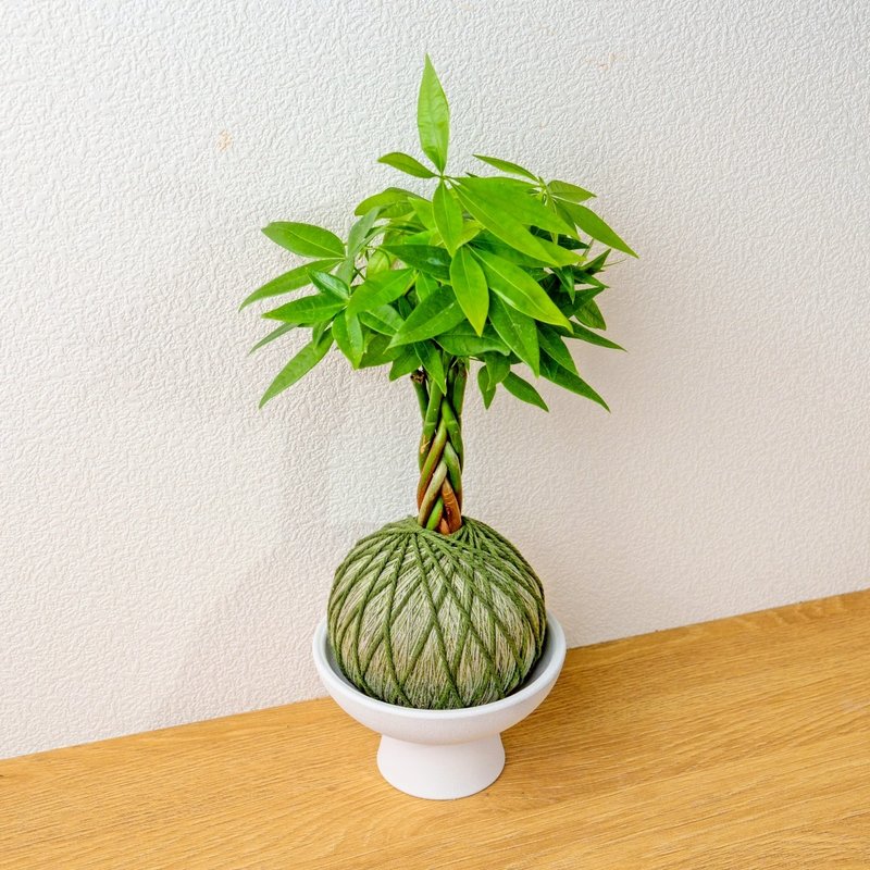 苔球植物 马拉巴栗墨绿苔球加磨砂高脚钵 苔球 苔玉 礼物 送礼 - 植栽/盆栽 - 植物．花 绿色