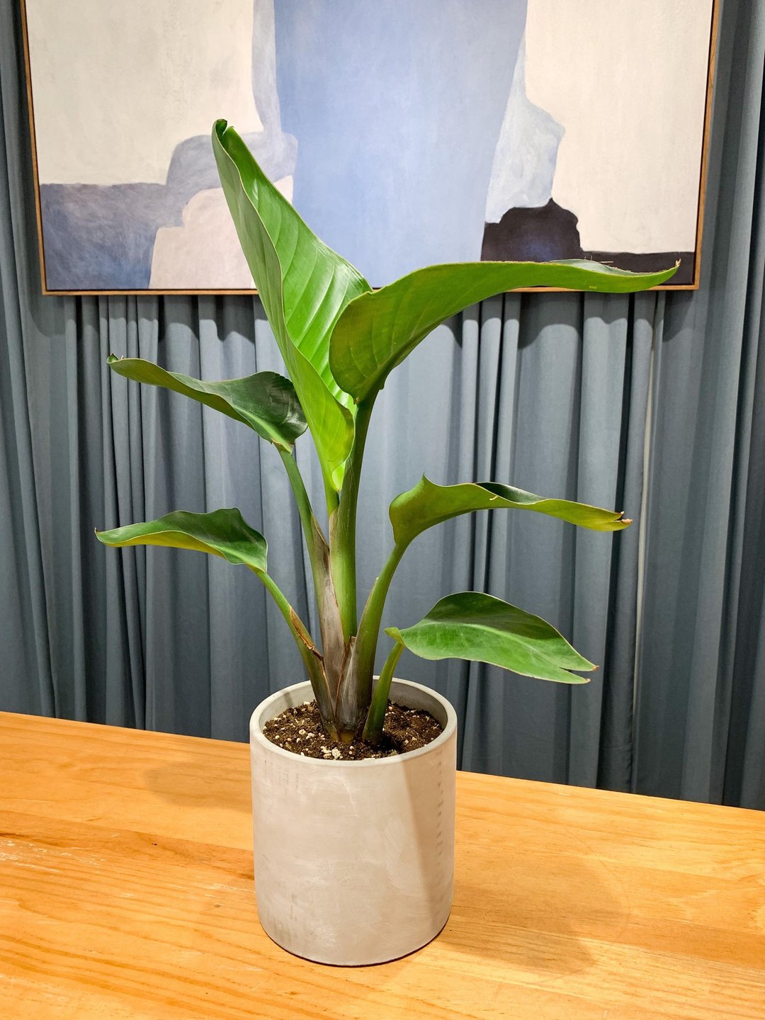 【居家生活严选】天堂鸟 水泥盆栽  盆栽 净化空气 毕业礼物 开幕 - 植栽/盆栽 - 植物．花 绿色