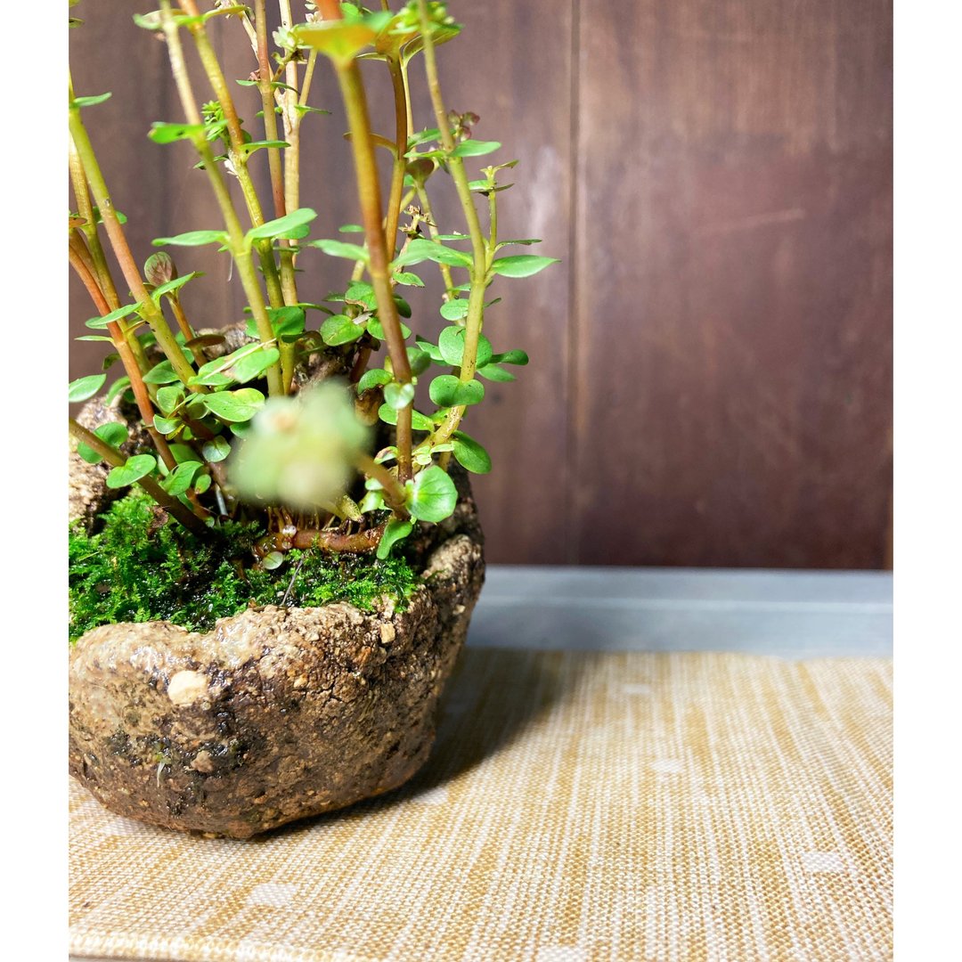绿宠物系列 岩见南蛮盆 鞍马盆/手捏陶 手作盆器 植栽专用陶土 - 花瓶/陶器 - 陶 黑色