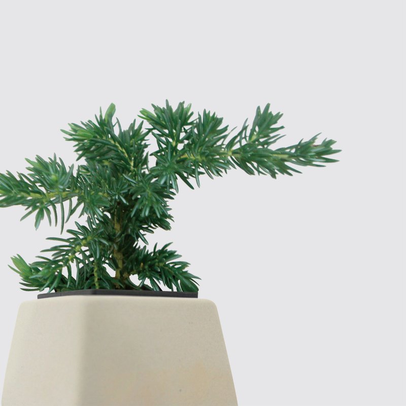 │ 方盆系列 │ 垂枝杜松 - 季节限定 水耕盆栽 陶瓷盆器 - 植栽/盆栽 - 植物．花 
