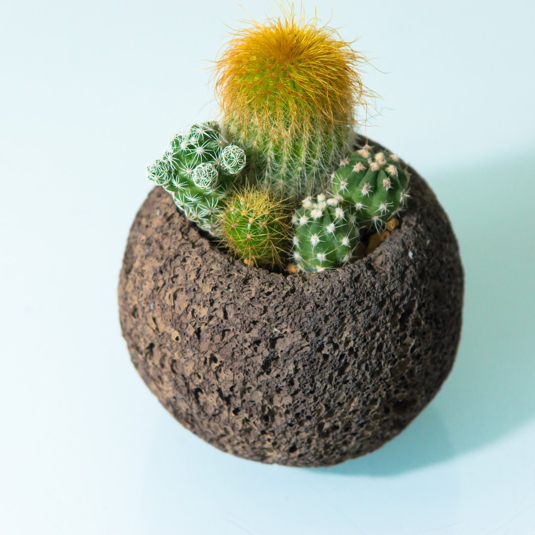 陨石星球仙人掌 - 水星 - 植栽/盆栽 - 石头 灰色
