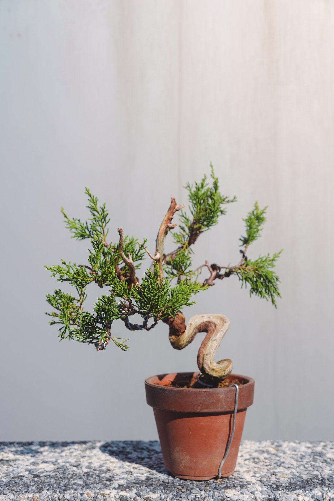 系鱼川真柏盆栽 干身细节变化多 迷你盆栽小品盆栽 - 植栽/盆栽 - 植物．花 绿色