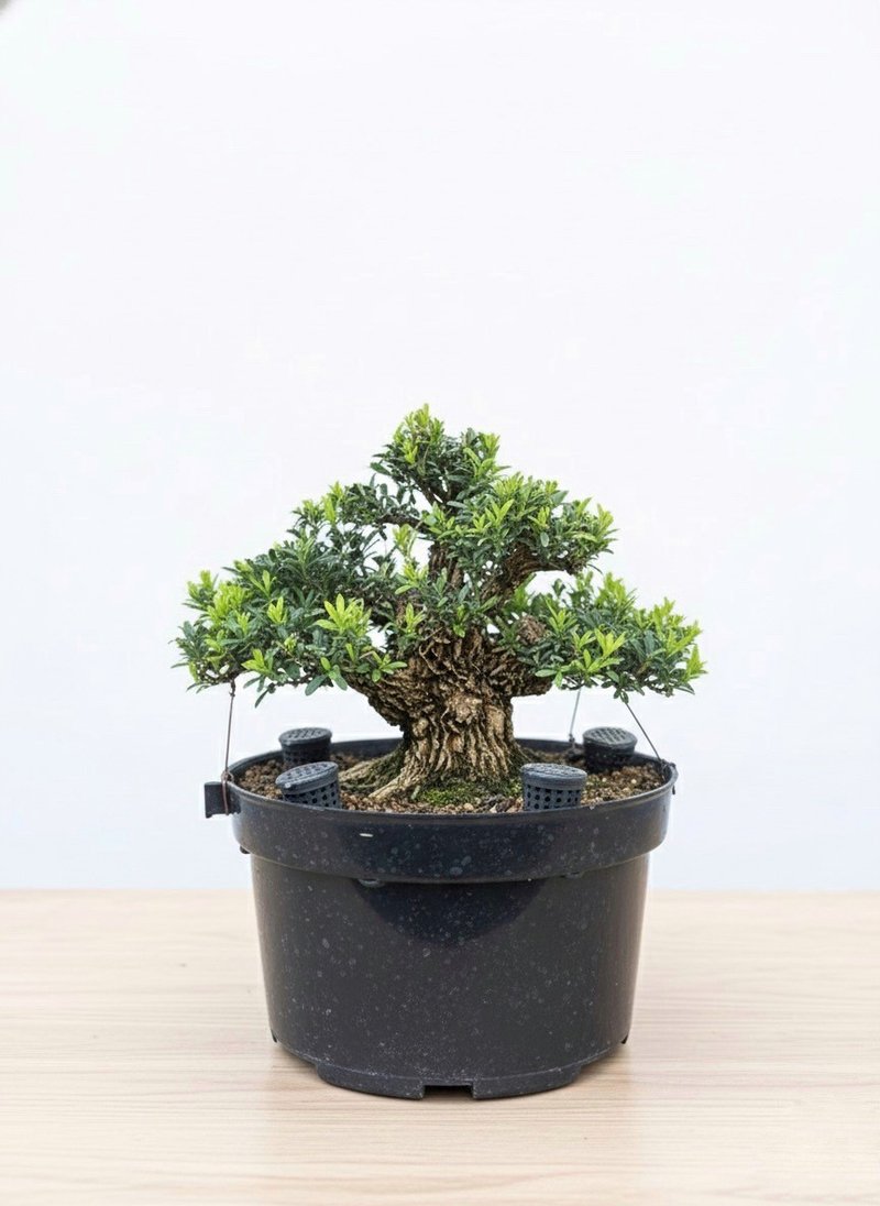 小品盆栽・翡翠黄杨 - 植栽/盆栽 - 植物．花 