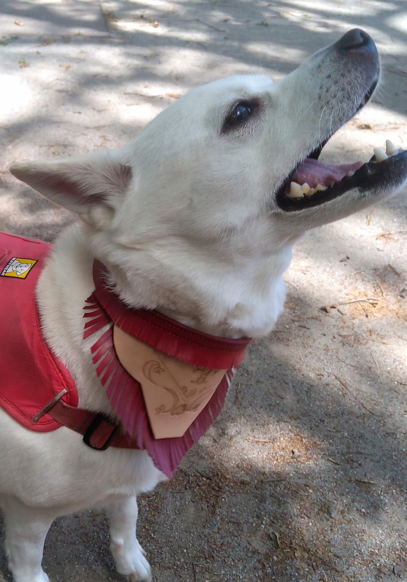 Genuine Leather - Hand Dyed - Hand Sewn - Dog Bandana Dog Collar - M - Size - Red - 项圈/牵绳 - 真皮 红色