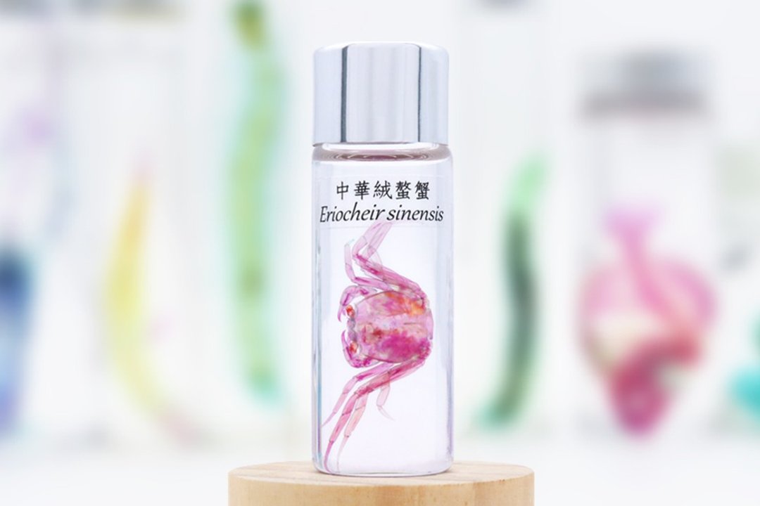 【鱼心标本艺术】透明生物标本 - 中华绒螯蟹 Eriocheir sinensis - 摆饰 - 玻璃 