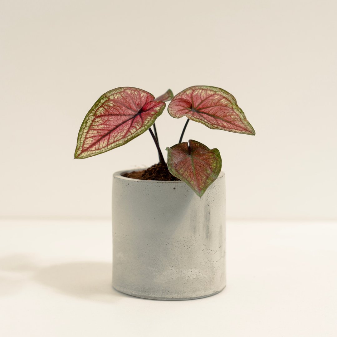 粉红宝石彩叶芋│泥作系列│福所栽 - 植栽/盆栽 - 水泥 红色