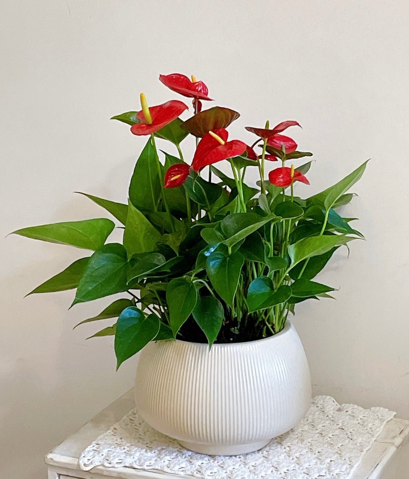 火鹤花盆栽 - 植栽/盆栽 - 植物．花 红色