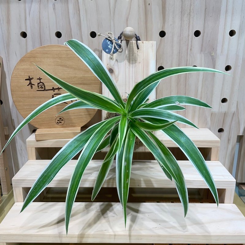 【植蕨所在】 吊兰 居家摆设 墙面摆设 水苔植物 水苔植物上板 - 植栽/盆栽 - 植物．花 