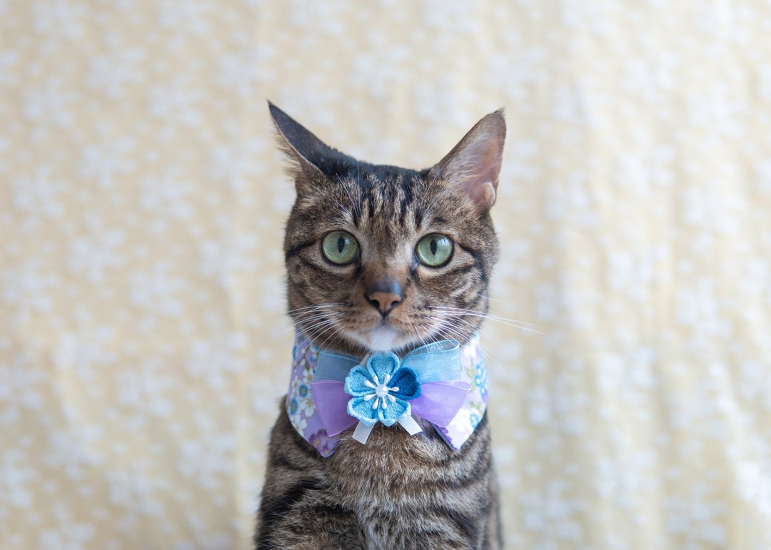 【 樱花・さくら系列】宠物领巾 猫咪/狗狗 花花 布花 - 紫 - 项圈/牵绳 - 棉 紫色