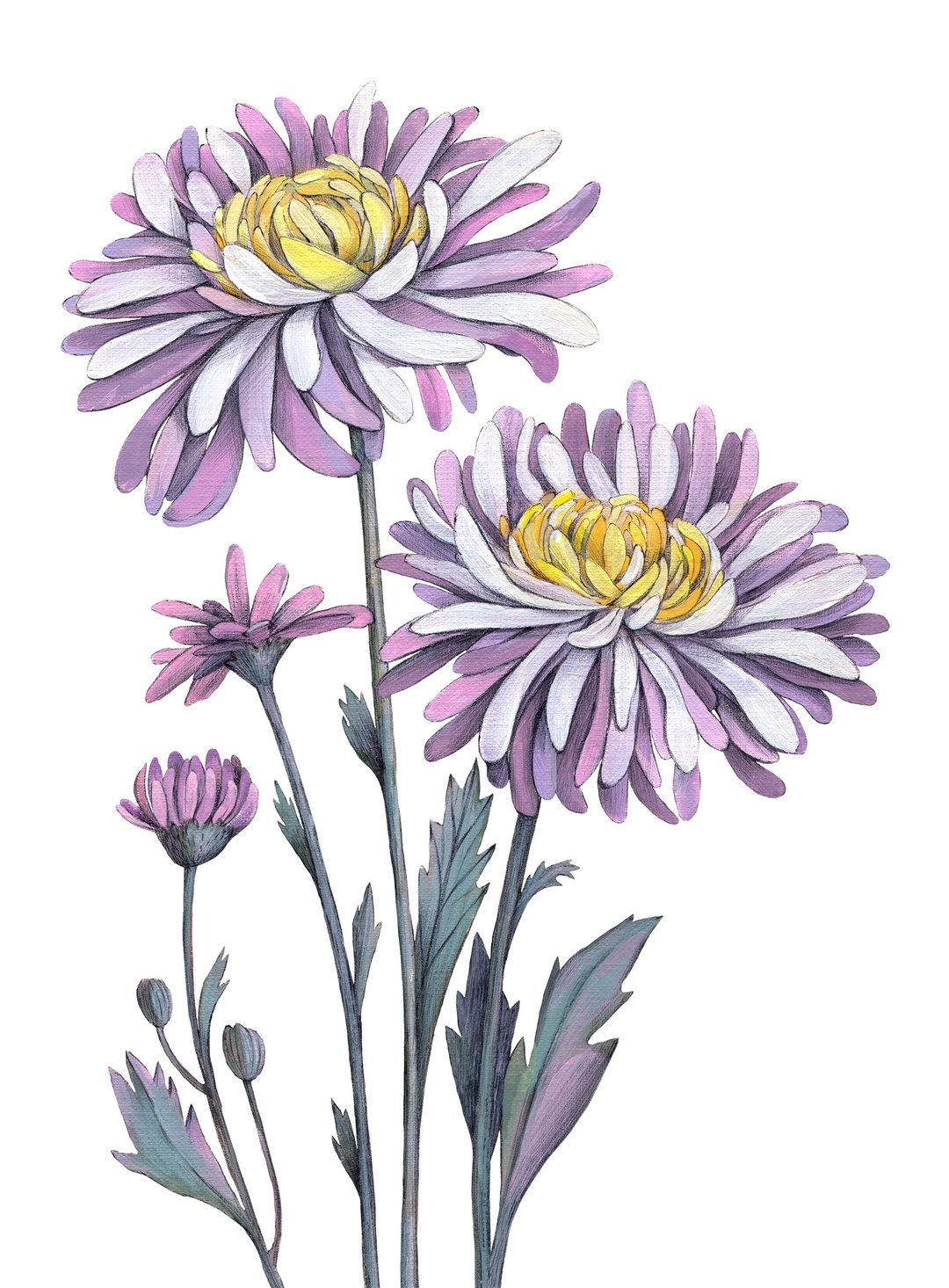 紫色菊花原创水粉画 30x21cm 植物插图 - 插画/绘画/写字 - 纸 绿色