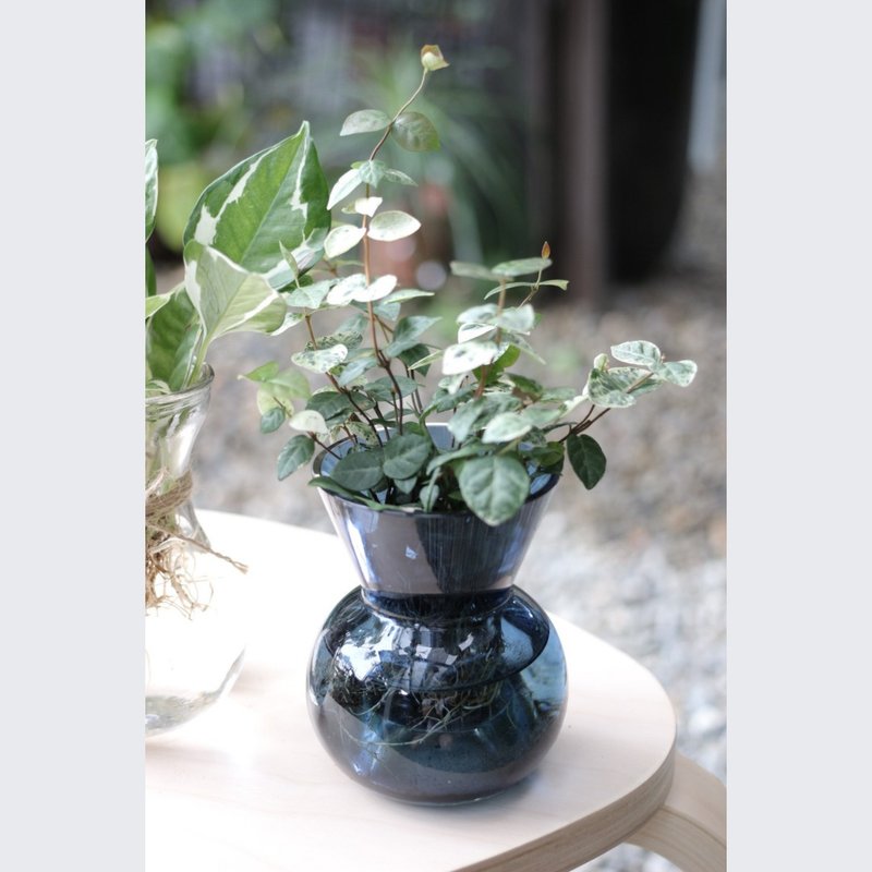 水培植栽│初雪葛_室内植物 办公室盆栽  店内摆设 - 植栽/盆栽 - 玻璃 