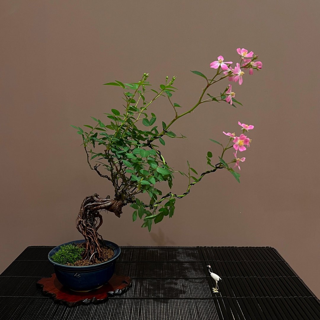 日本屋久岛姬蔷薇∣中品露根盆景 开花中 - 其他 - 陶 