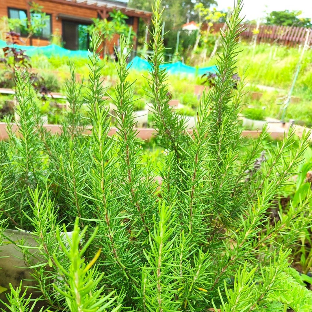 原叶迷迭香-台湾本地自然农法种植-手工采收阴干 - 其他 - 植物．花 