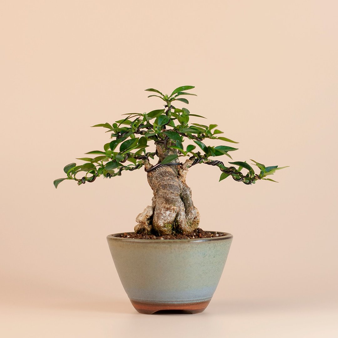 【附石盆景】八房柑 花果植物 小品盆栽 - 植栽/盆栽 - 植物．花 