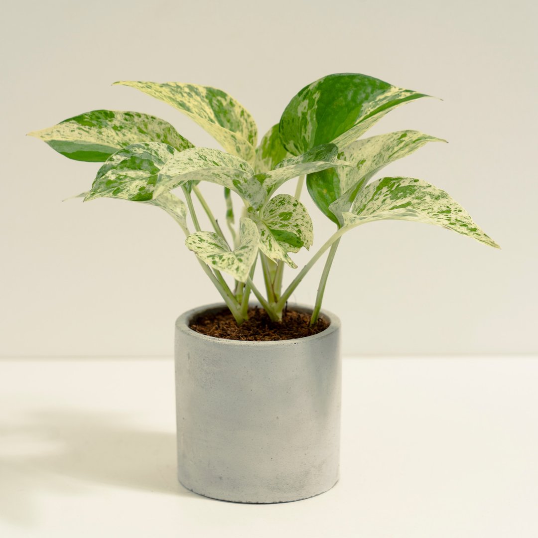 白泉黄金葛│泥作系列│福所栽 - 植栽/盆栽 - 水泥 白色
