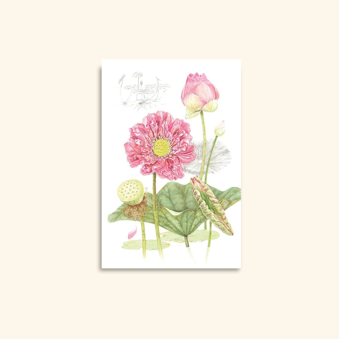 红莲之旅，水彩祝福卡：植物艺术印刷品 - 卡片/明信片 - 纸 