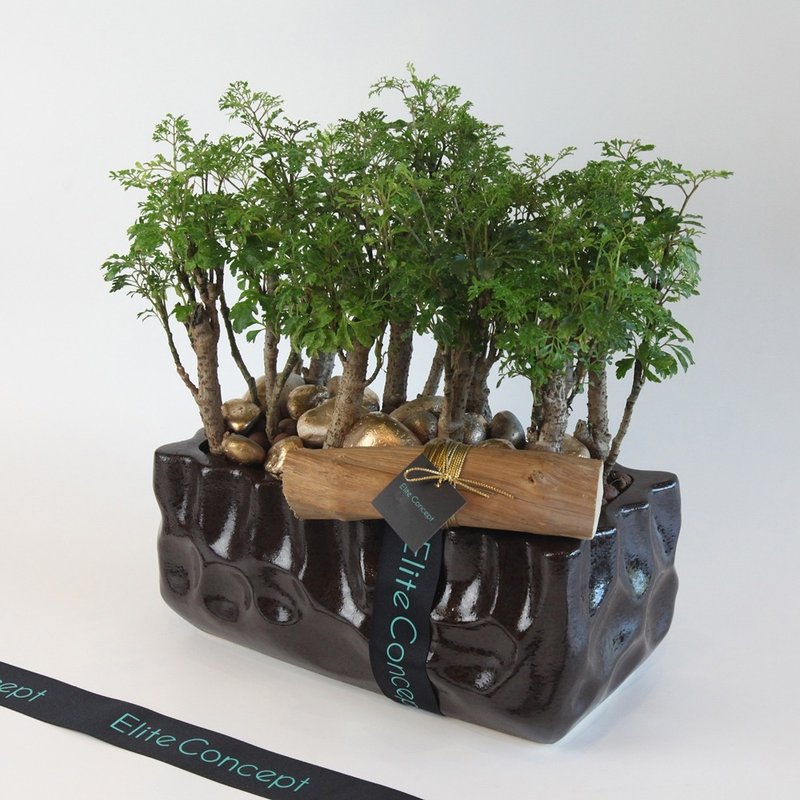 富贵吉祥/ 桌上盆栽 - 植栽/盆栽 - 植物．花 绿色