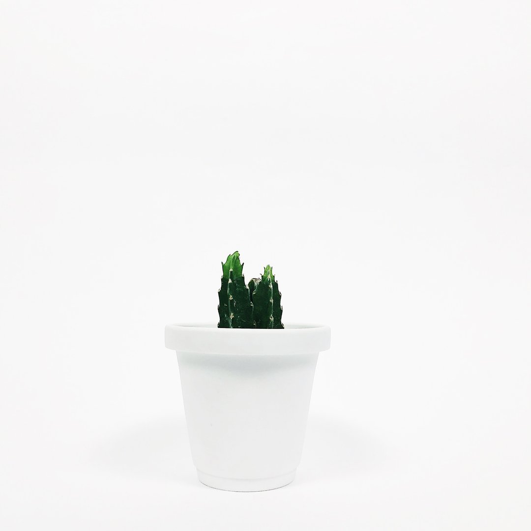 简约磨砂迷你多肉仙人掌植物陶瓷花盆－粉笔白 - 植栽/盆栽 - 瓷 白色