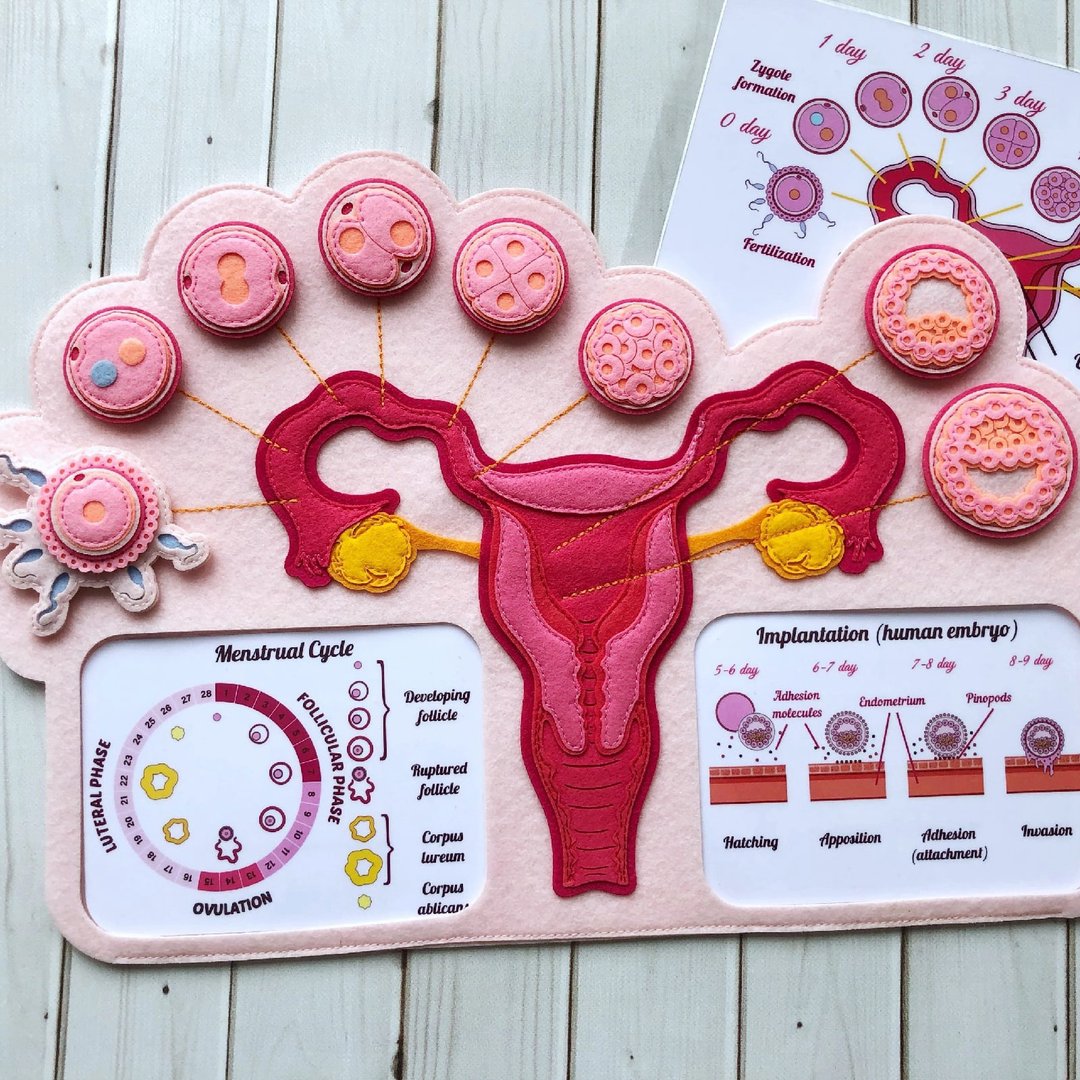 FEMALE FERTILIZATION. Human anatomy. Teaching aid for children. - 玩具/玩偶 - 其他材质 粉红色
