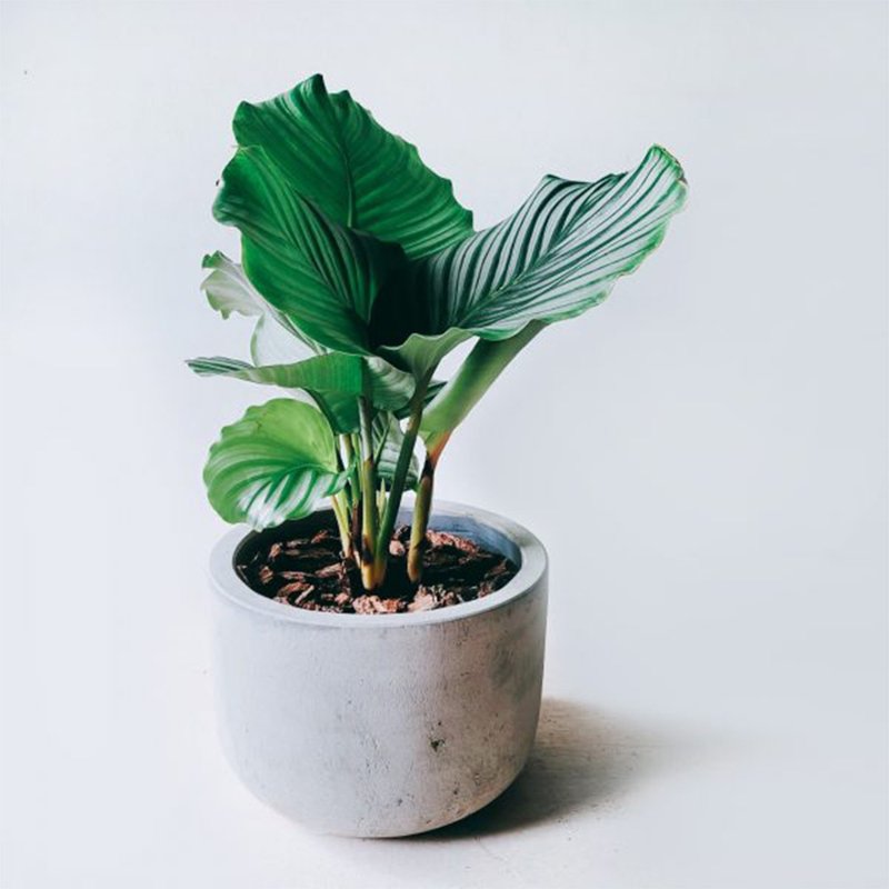 开幕送礼盆栽首选-青苹果竹芋 - 植栽/盆栽 - 植物．花 