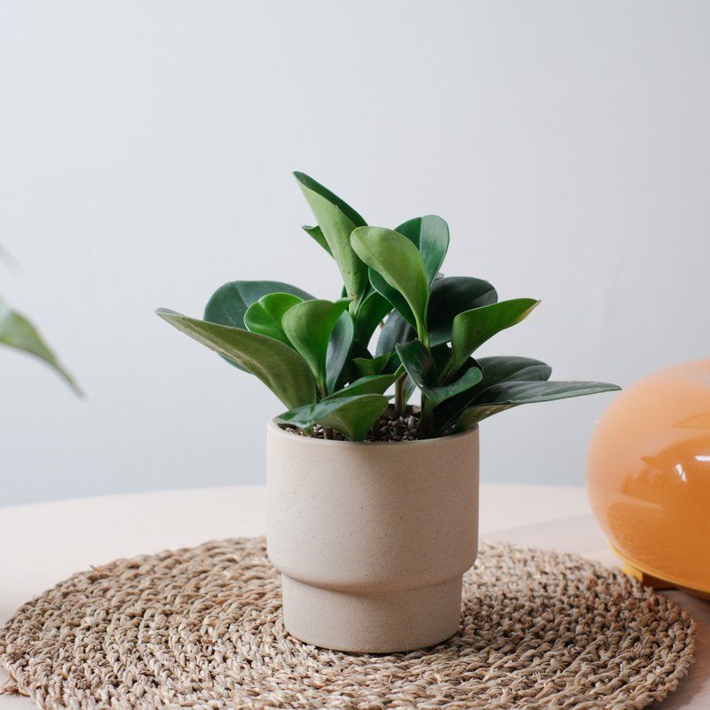 圆叶椒草/室内植物/发财树 - 植栽/盆栽 - 植物．花 