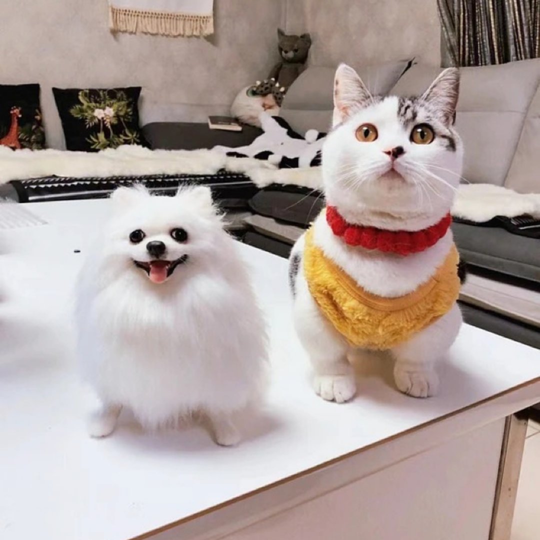 客制化逼真猫 羊毛毡 宠物 娃娃 定制 手工 狗狗猫咪 毛小孩 61 - 玩具 - 羊毛 多色